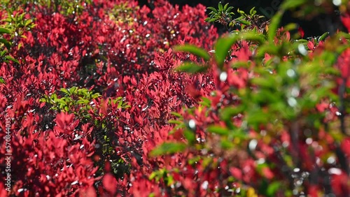 Wallpaper Mural Dolly sods in fall - West virginia Torontodigital.ca