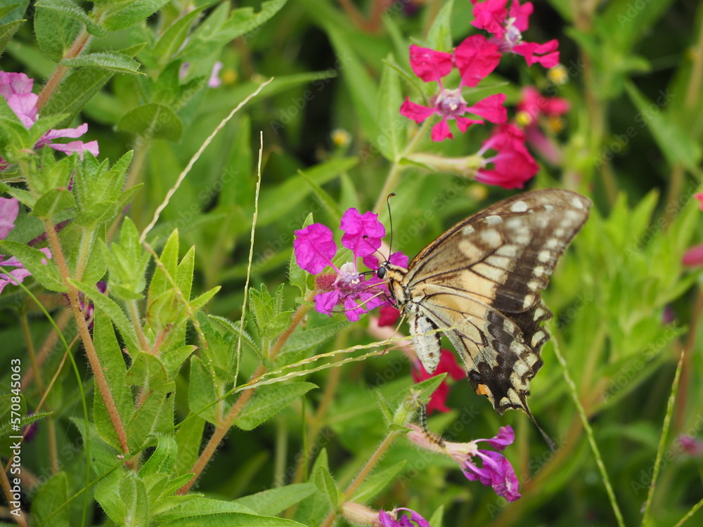 Naklejka premium 蝶 キアゲハ