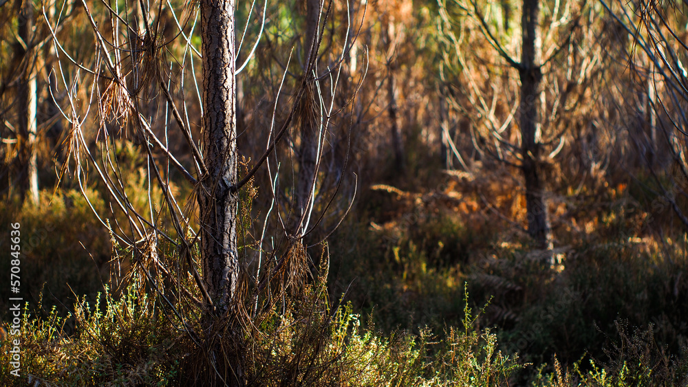 Naklejka premium Forêt des Landes de Gascogne, pendant le crépuscule