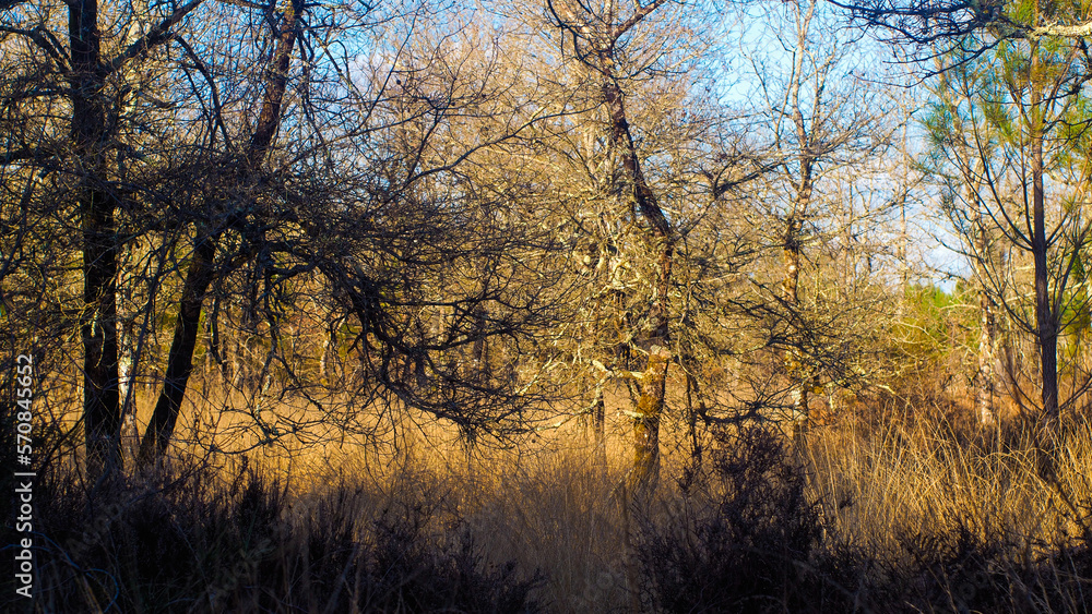 Forêt des Landes de Gascogne, pendant le crépuscule Forêt des Landes de Gascogne, pendant le crépuscule