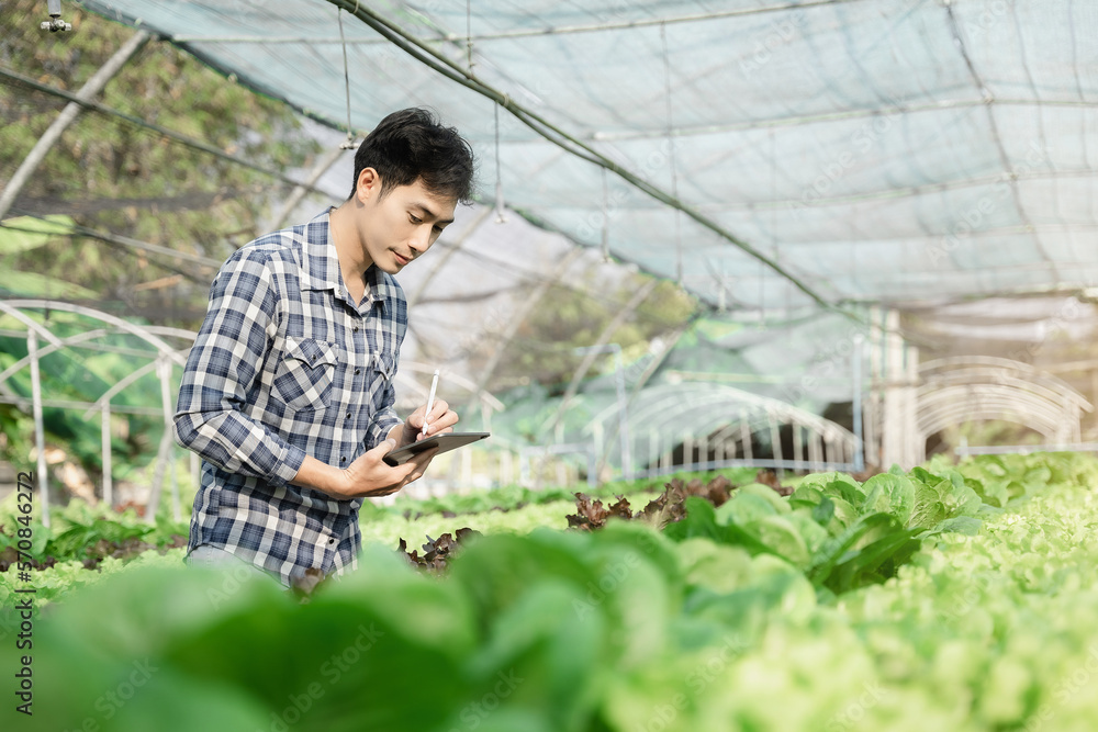 Asian farmer using hand holding tablet and organic vegetables hydroponic in greenhouse plantation. hydroponic salad vegetable garden owner working. Smart farming. Asian farmer using hand holding tablet and organic vegetables hydroponic in greenhouse plantation. hydroponic salad vegetable garden owner working. Smart farming.