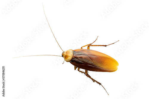 Foto cockroach isolated on white