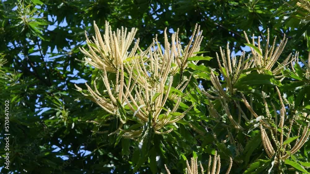 Chestnut branches bloom and sway in the wind during the summer season. Chestnut forests (Castanea Sativa) on Apennines mountains in Tuscany. Italy Chestnut branches bloom and sway in the wind during the summer season. Chestnut forests (Castanea Sativa) on Apennines mountains in Tuscany. Italy