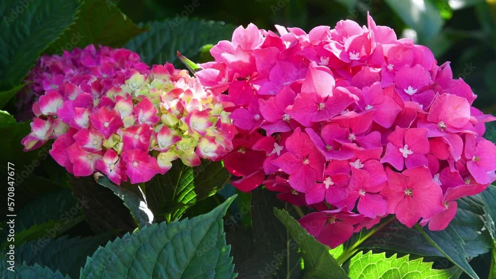 Beautiful blooming pink hydrangea in a garden, close up Beautiful blooming pink hydrangea in a garden, close up