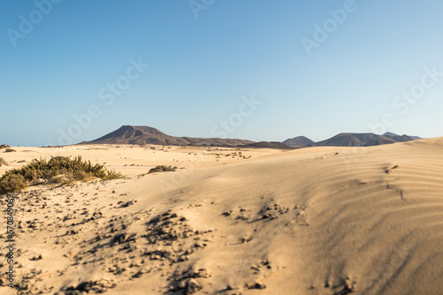 Beautiful desert landscape of a white sand beach  with desert plants. Fuerteventura  Canary Islands  Spain