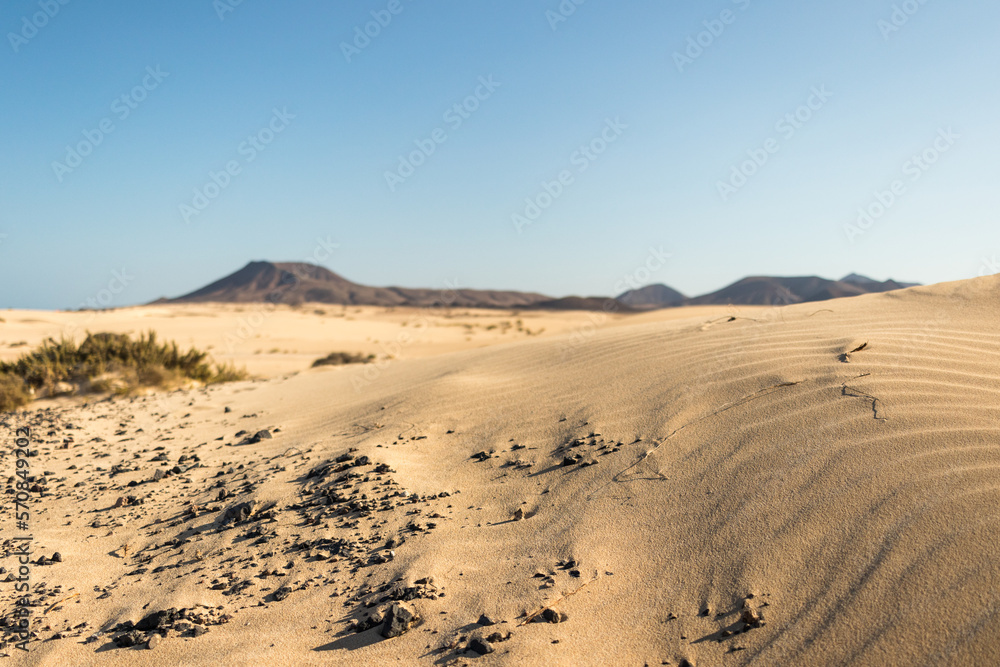 Beautiful desert landscape of a white sand beach, with desert plants. Fuerteventura, Canary Islands, Spain Beautiful desert landscape of a white sand beach, with desert plants. Fuerteventura, Canary Islands, Spain