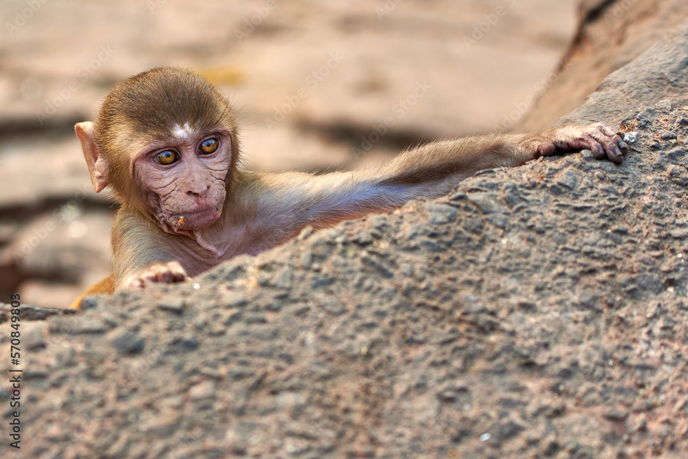 A macaque monkey climbs a rock at the GaltaJi Monkey Temple in Jaipur, India