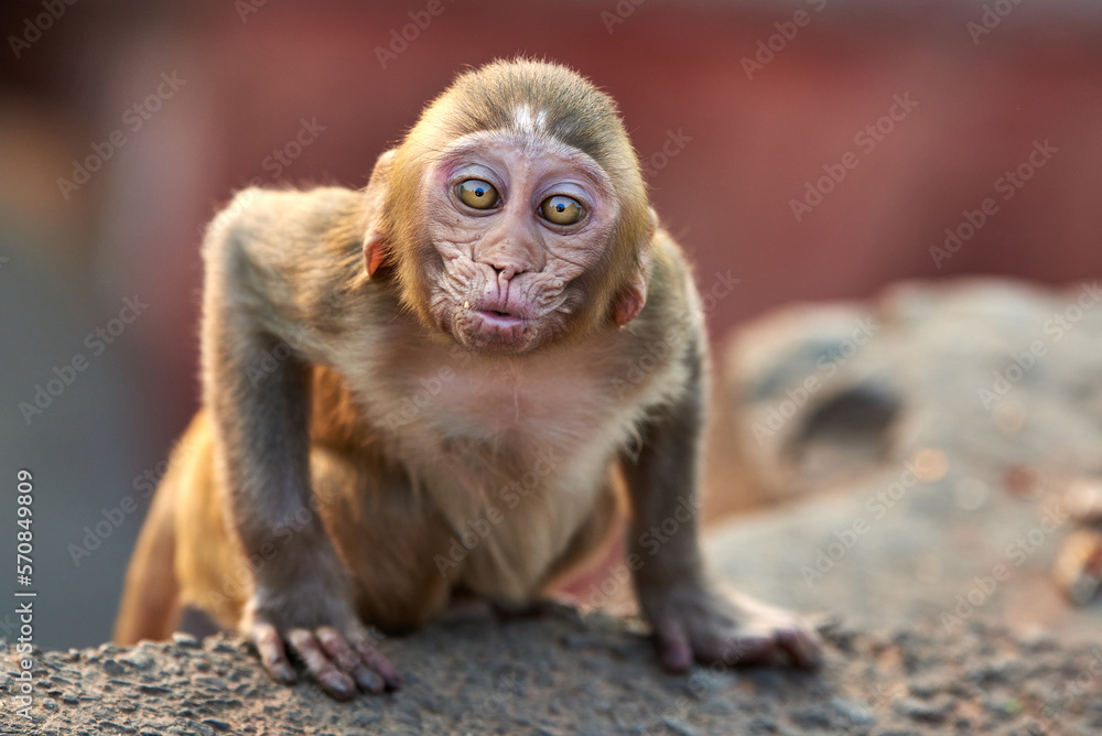 The adorable Macaque monkey looks straight at the camera and blows a kiss