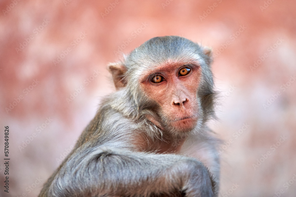 Concentrated and focused Macaque monkey looks straight at the camera