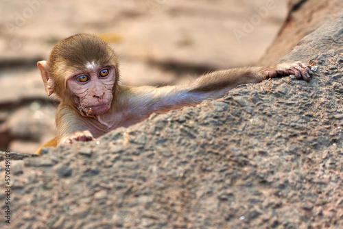 Obraz na płótnie A macaque monkey climbs a rock at the GaltaJi Monkey Temple in Jaipur, India w salonie