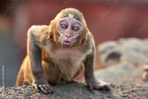 Obraz na płótnie The adorable Macaque monkey looks straight at the camera and blows a kiss w salonie