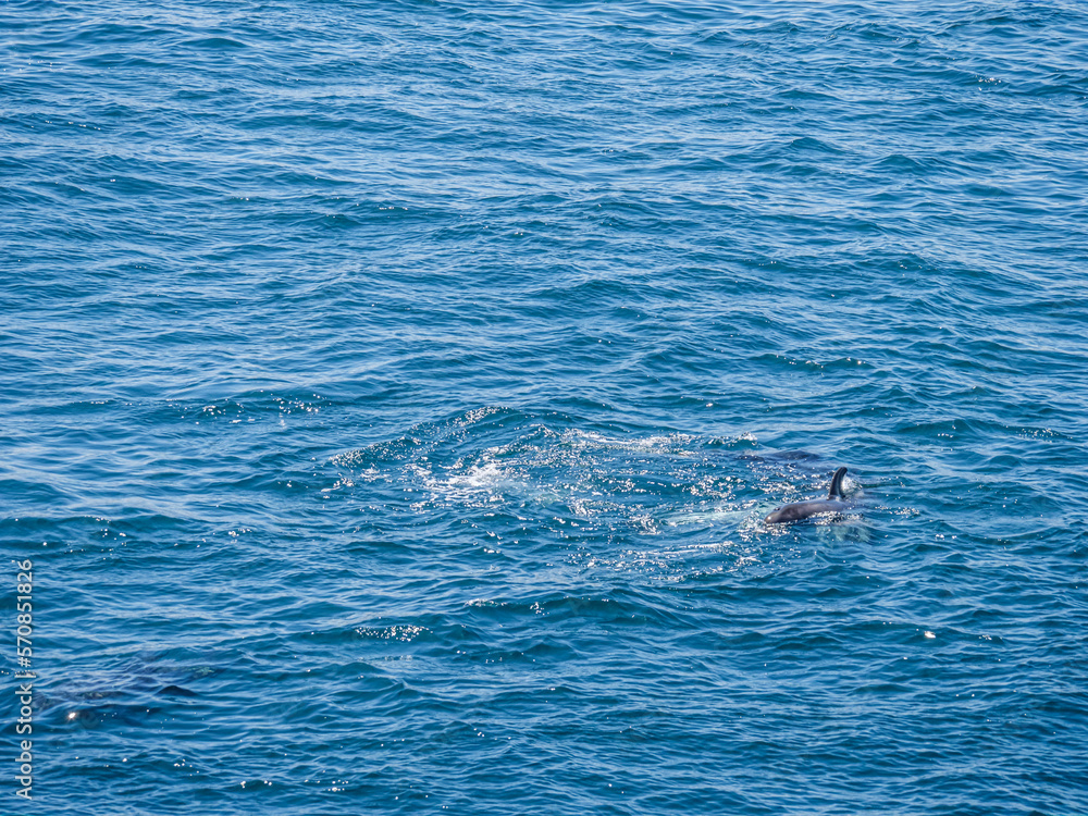 Dolphin Blowhole