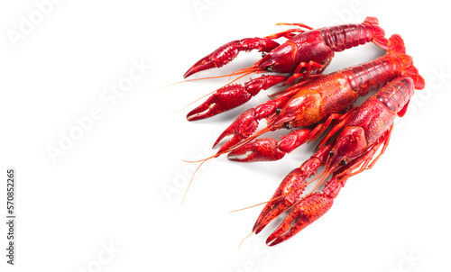 Clawfish. Red boiled crayfish isolated on white background. Crawfishes. Fresh Lobster closeup. Red boiled crayfish isolated on white background. Fresh Lobster closeup. 