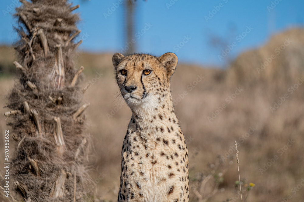Fototapeta premium Guépard