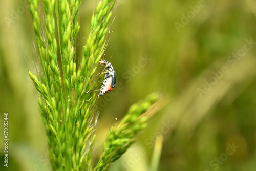 The bug beetle sits on the grass. © Михаил Жигалин