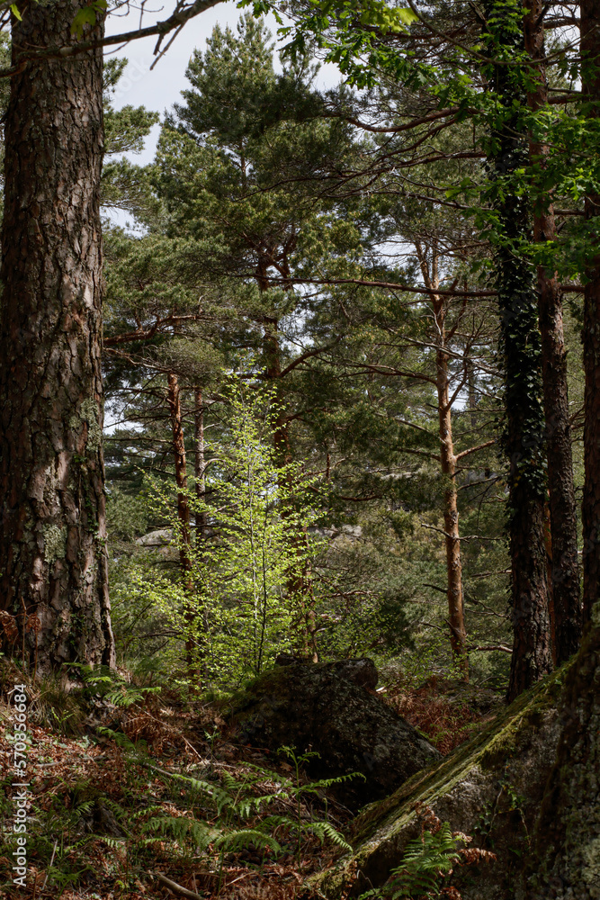 Obraz premium Geres green woods during spring