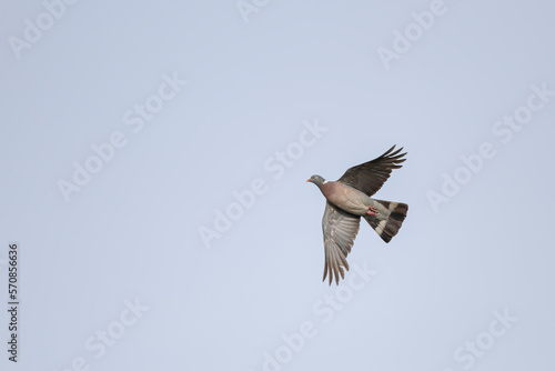 Beautiful wood pigeon in flight