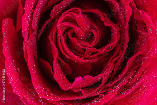 Drops on the petals of a red rose. Macro photo. Drops of dew on the dark pink petals. Raindrops.