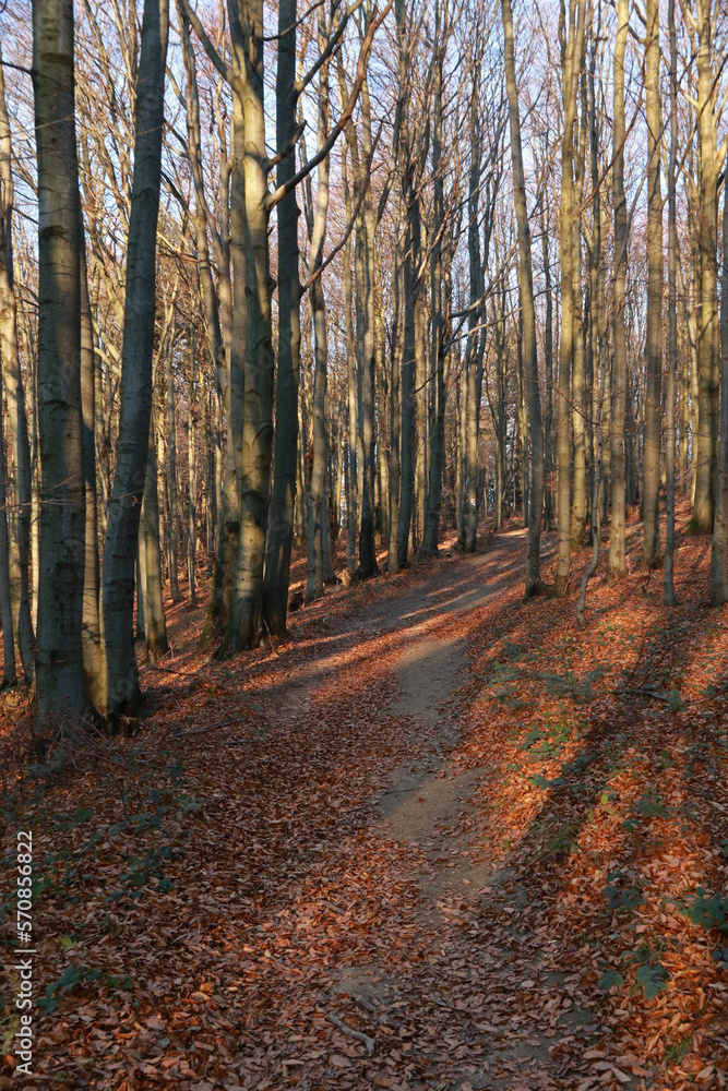 Obraz premium Footpath in autumn forest in Low Beskids, Poland