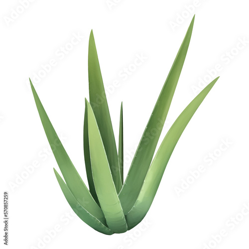 Aloe Vera Plant Isolated Detailed Hand Drawn Painting Illustration