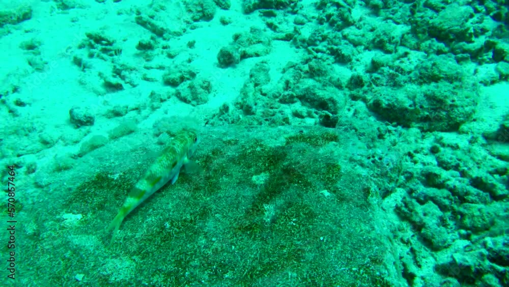fish in the coral reef