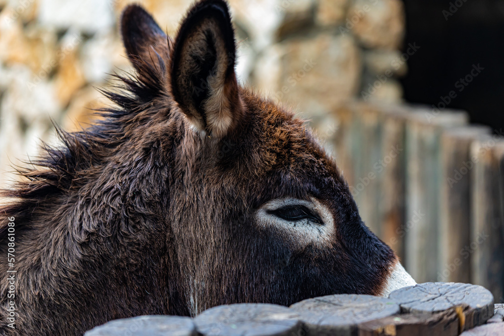 Fototapeta premium portrait of a donkey on a farm very close-up