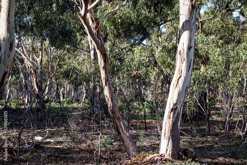 australian bushland with eucalyptus trees in you yangs national park photo