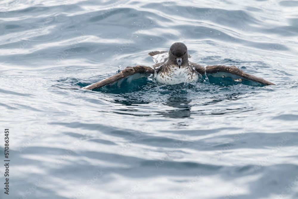 Obraz premium Cape petrels (Daption capense)