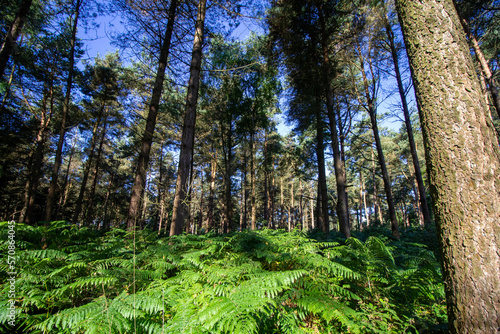 fir tree woodland on a clear bright summer day with bright green ferns 