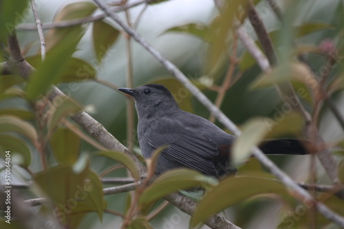 grey catbird (Dumetella carolinensis) resting in a bush photo