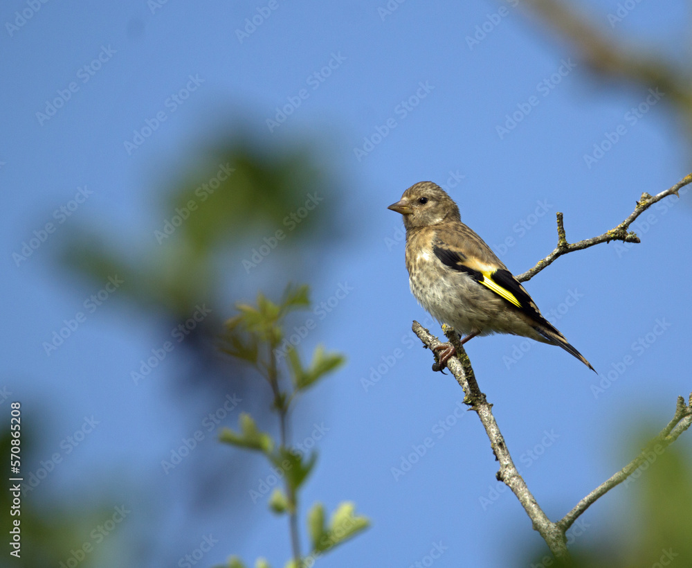 juvenile goldfinch (Carduelis carduelis) perched in a tree and isolated with a natural background