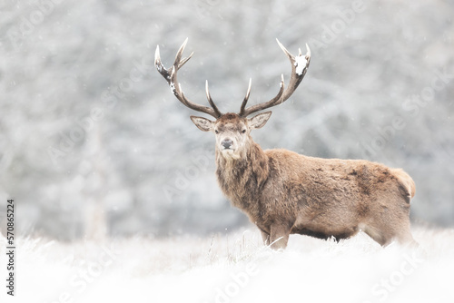 Portrait of a Red deer stag in winter