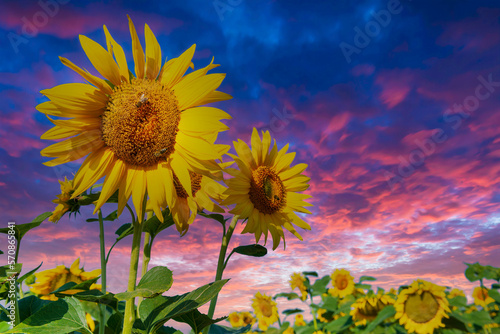 Colorful sunflowers and vibrant sunset sky.