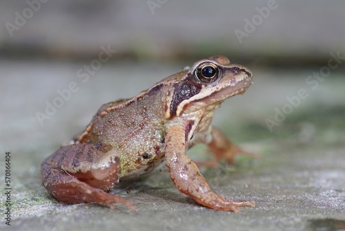 Closeup of a juvenile European common brown frog , Rana temporaria in the garden photo