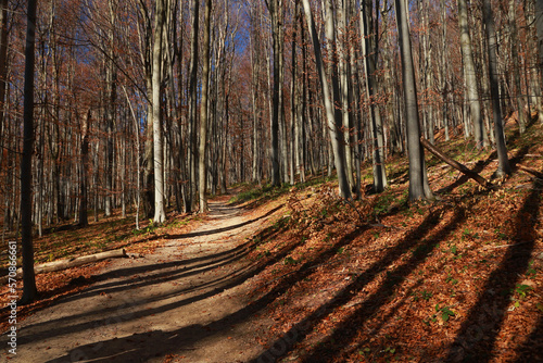 Fototapeta Naklejka Na Ścianę i Meble -  Footpath in autumn forest in Bieszczady, Poland