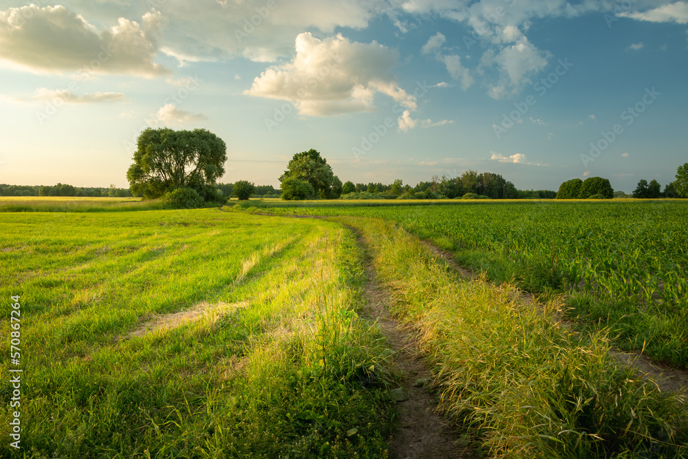 Rural road through green fields on a summer evening, Nowiny, Poland