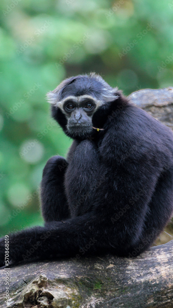 Monkey staring at beetle 