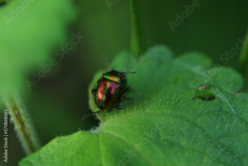 Dead-nettle leaf beetle in Bieszczady Mountains, Poland