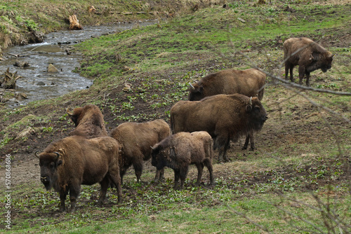 European bison in Bieszczady Mountains, Poland 