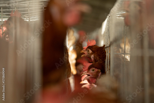 Chicken in Farm