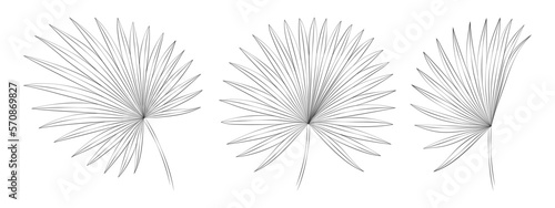 Palmetto fan tropical leaves. Vector botanical illustration, contour graphic drawing.