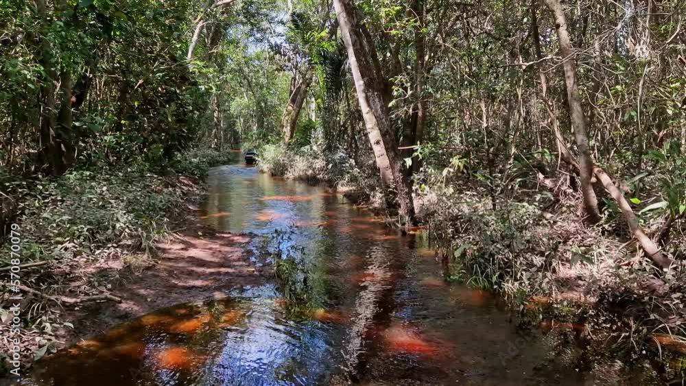 Canoe tour on the Pantanal Marimbus, waters of many rivers and abundant vegetation, in Andarai, Bahia, Brazil in the Chapada Diamantina Canoe tour on the Pantanal Marimbus, waters of many rivers and abundant vegetation, in Andarai, Bahia, Brazil in the Chapada Diamantina