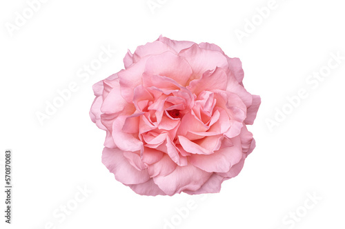 Single rose flower in pin, isolated design element