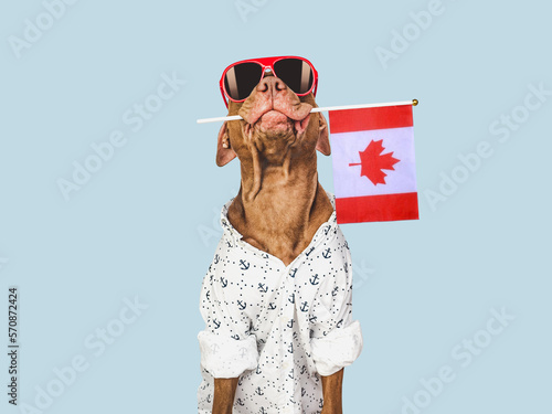 Charming, lovable brown puppy, sunglasses and Canadian flag. Travel preparation and planning. Closeup, indoors. Studio shot, isolated background. Vacation, travel and tourism concept. Pet care photo