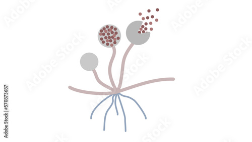 Simple illustration of fungi Rhizopus oryzae