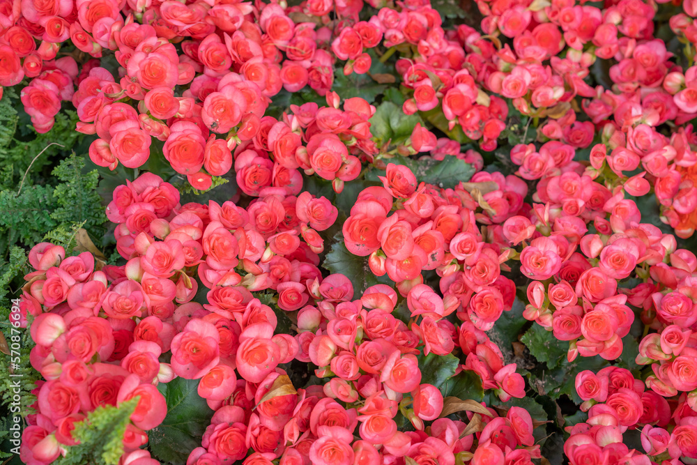 Fototapeta premium The Varieties of potted pink colored begonia flowers in garden