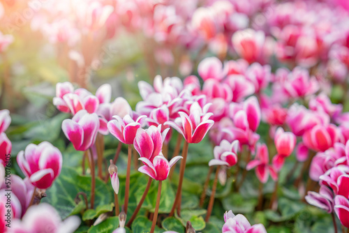 The colorful variegated cyclamen flowers in the garden. photo