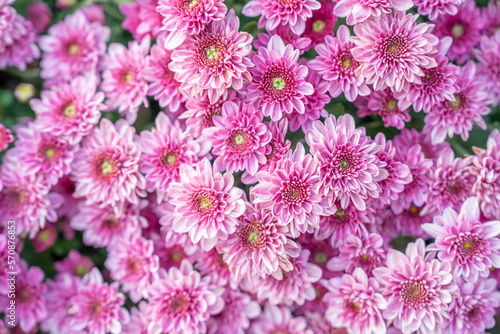 The Chrysanthemum pattern in flowers park. Cluster of pink chrysanthemum flowers. Top view. Perfect for design, cards, print. © gamjai
