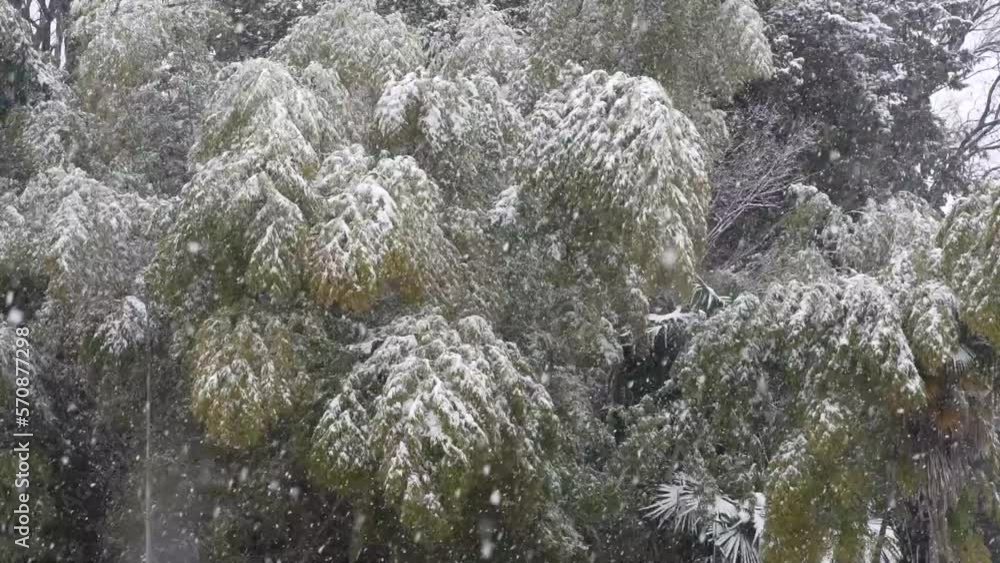 雪が降る様子 雪が降る様子