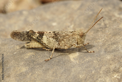 Closeup on a large Mediterranean grey colored blue winged locust, Sphingonotus caerulans grasshopper photo